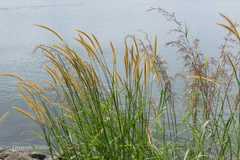 Pennisetum polystachion